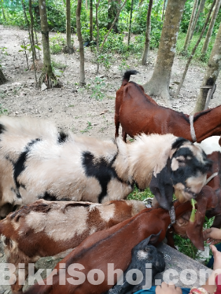 তোতা পুরি ছাগল